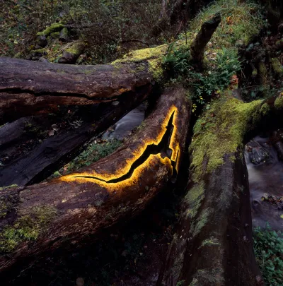 A fallen elm tree with golden leaves in its bough.