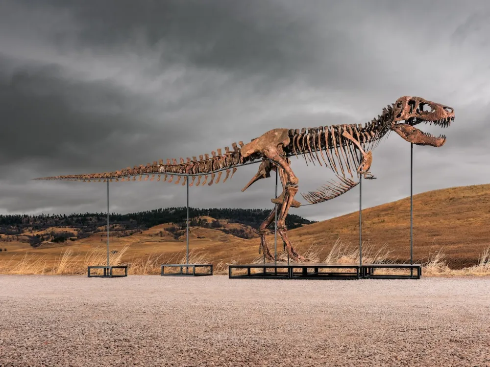 A really massive T-rex skeleton with some grassy mountains and an ominous sky in the background.