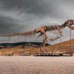 A really massive T-rex skeleton with some grassy mountains and an ominous sky in the background.